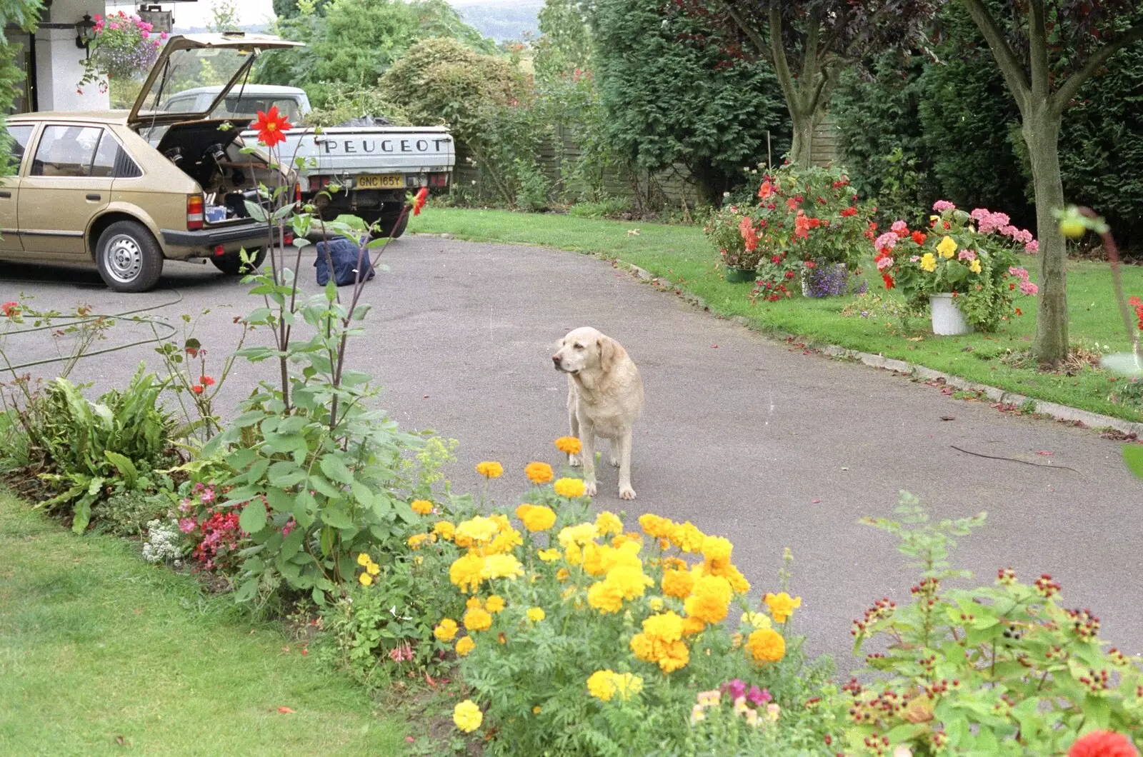 Brandy pokes around on the drive, from The Eye Show and a Trip to Halifax, Suffolk and South Yorkshire - 28th August 1992