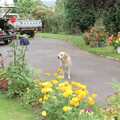 The Eye Show and a Trip to Halifax, Suffolk and South Yorkshire - 28th August 1992, Brandy pokes around on the drive