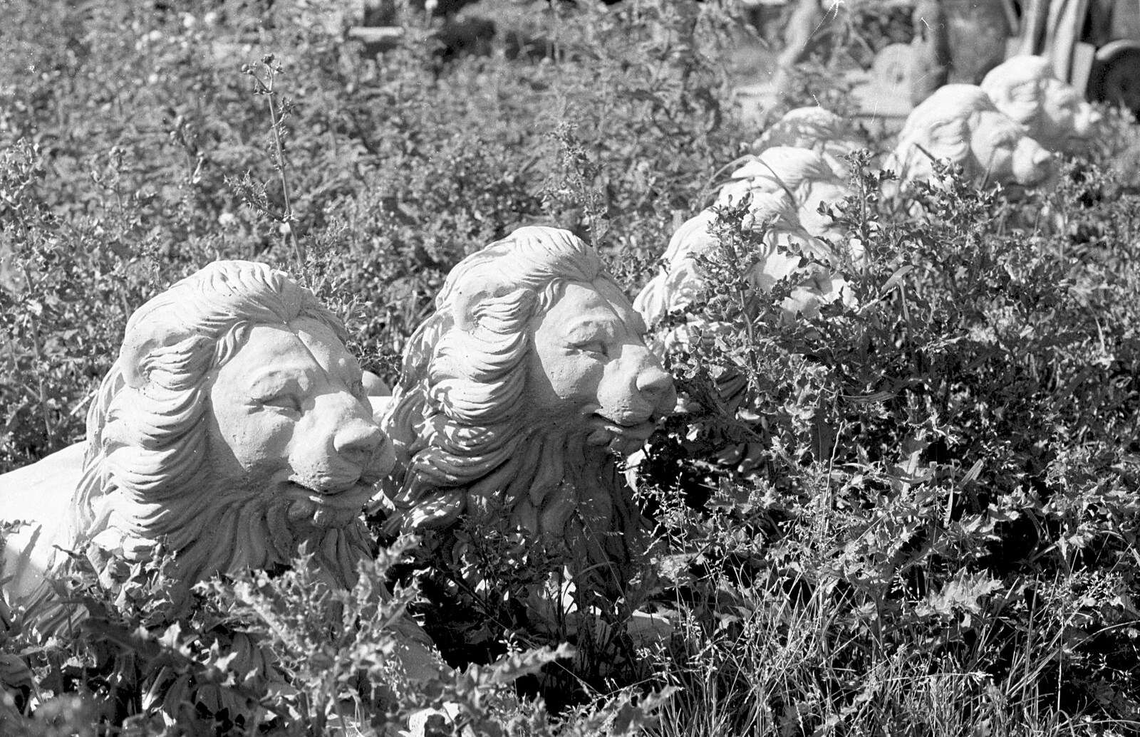 A Black and White Life in Concrete, Stuston, Suffolk - 3rd September 1992: Some lions in the undergrowth