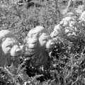 Some lions in the undergrowth, A Black and White Life in Concrete, Stuston, Suffolk - 3rd September 1992