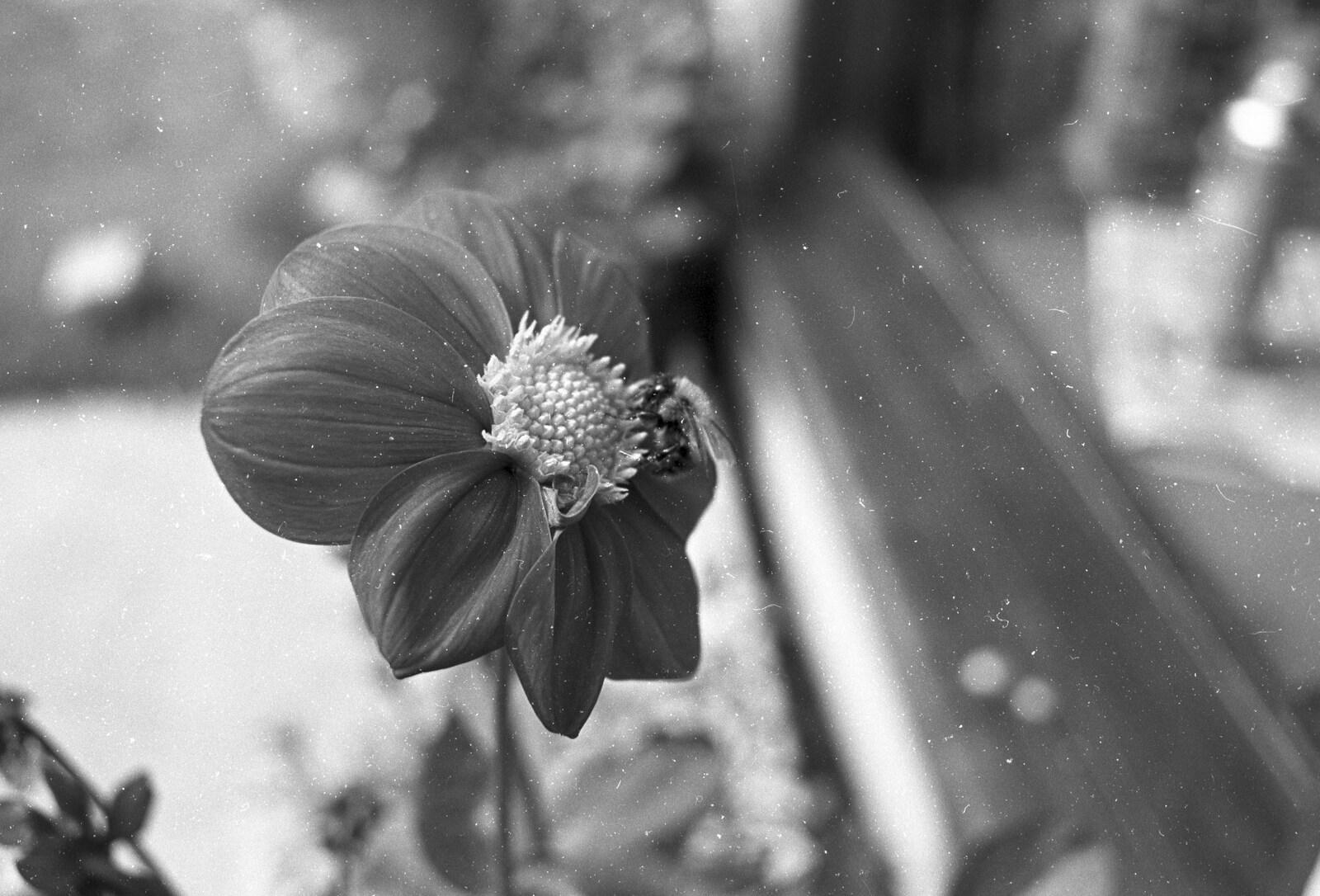 A Black and White Life in Concrete, Stuston, Suffolk - 3rd September 1992: A bee in a flower