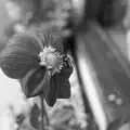 A bee in a flower, A Black and White Life in Concrete, Stuston, Suffolk - 3rd September 1992