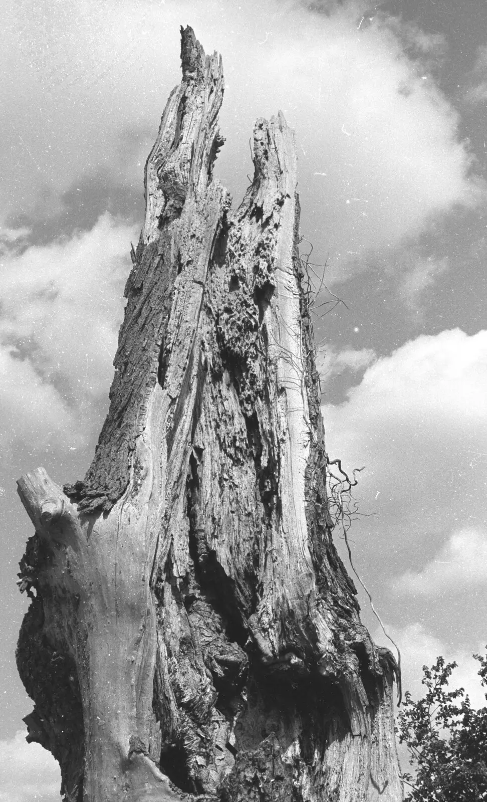 The Stuston lightning tree, on the S bends, from A Black and White Life in Concrete, Stuston, Suffolk - 3rd September 1992