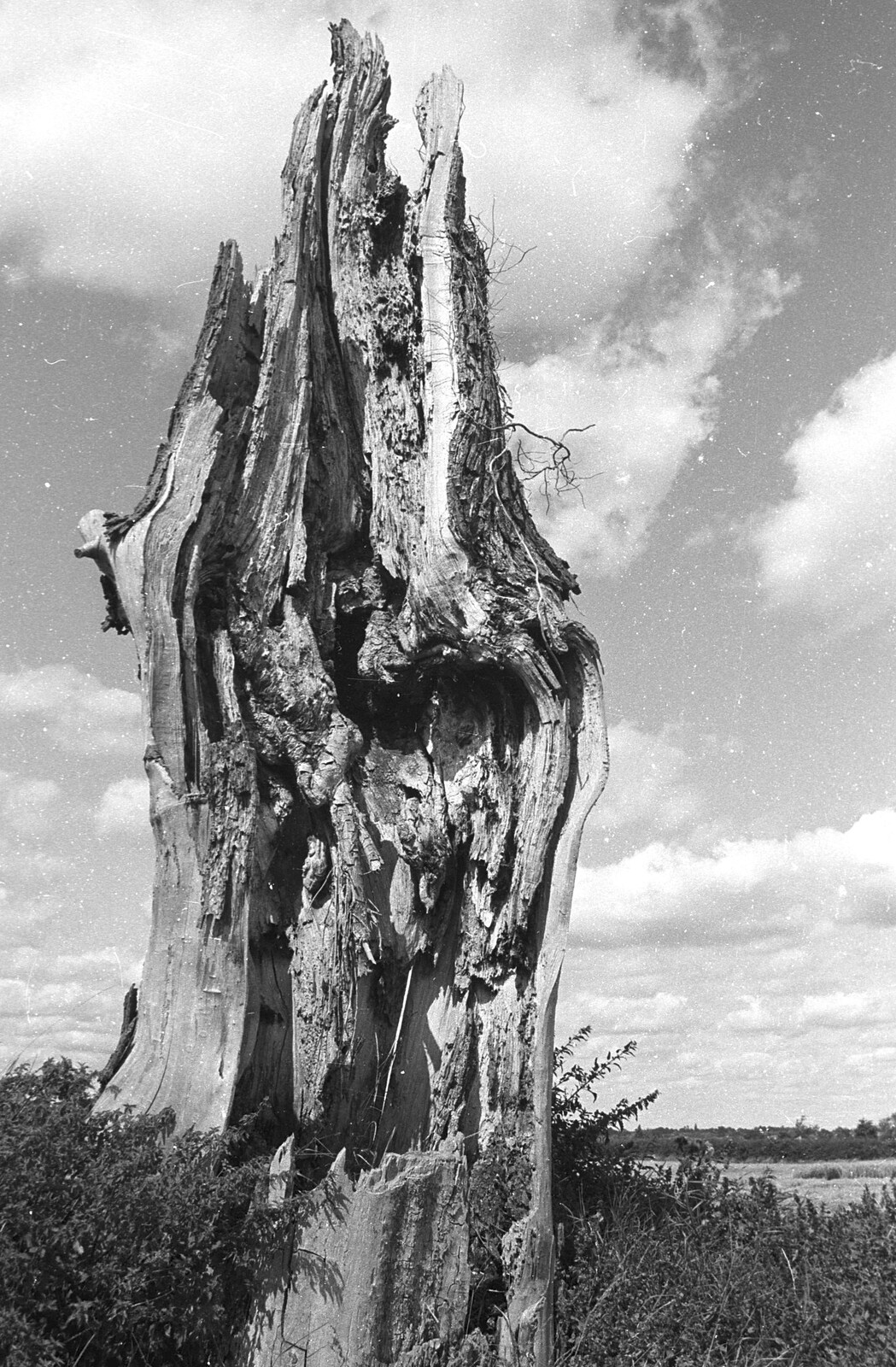 A Black and White Life in Concrete, Stuston, Suffolk - 3rd September 1992: The lightning tree, Stuston