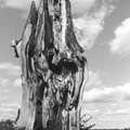 The lightning tree, Stuston, A Black and White Life in Concrete, Stuston, Suffolk - 3rd September 1992