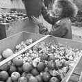 Monique loads up some apples, Cider Making in Black and White, Stuston, Suffolk - 11th October 1992