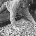 Brenda spreads chopped apple around, Cider Making in Black and White, Stuston, Suffolk - 11th October 1992