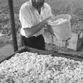 Mike Ogilsby tips on more chopped apples, Cider Making in Black and White, Stuston, Suffolk - 11th October 1992