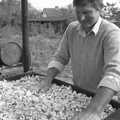 Geoff spreads apple around, Cider Making in Black and White, Stuston, Suffolk - 11th October 1992