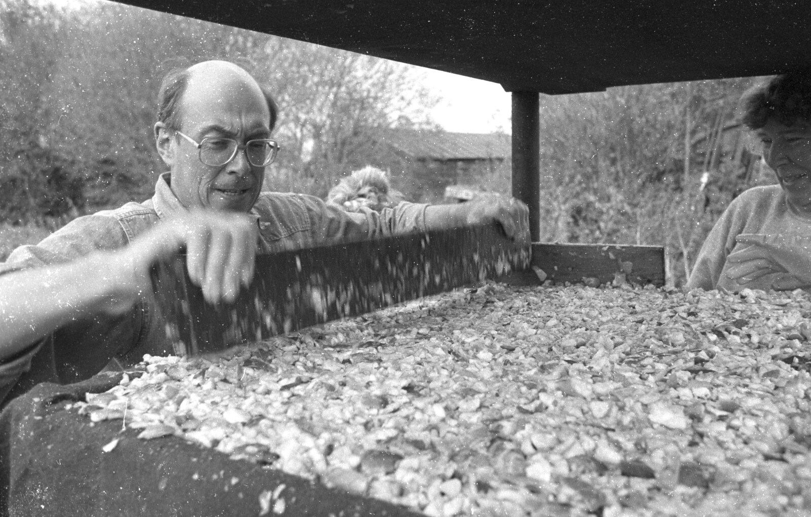 John furious tamps down apples from Cider Making in Black and White, Stuston, Suffolk - 11th October 1992