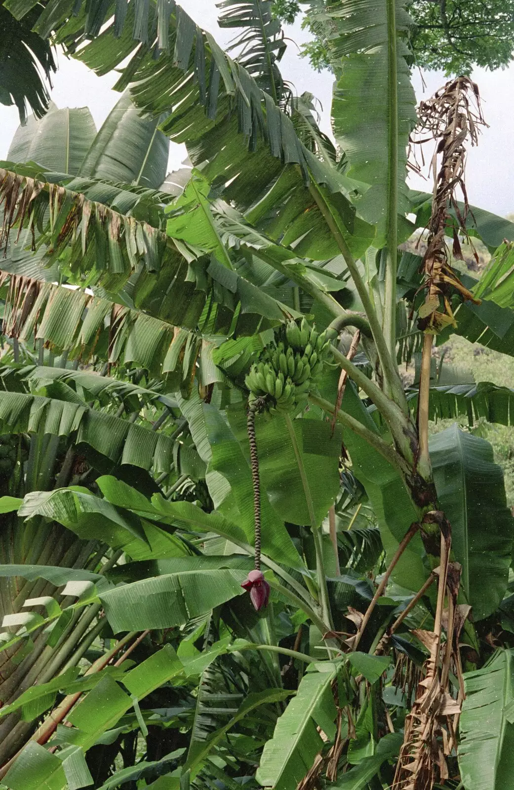 On O'ahu, there's excitement to see an actual banana tree in the wild, from A 747 Cockpit, Honolulu and Pearl Harbor, O'ahu, Hawai'i, United States - 20th November 1992