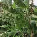 On O'ahu, there's excitement to see an actual banana tree in the wild, A 747 Cockpit, Honolulu and Pearl Harbor, O'ahu, Hawai'i, United States - 20th November 1992