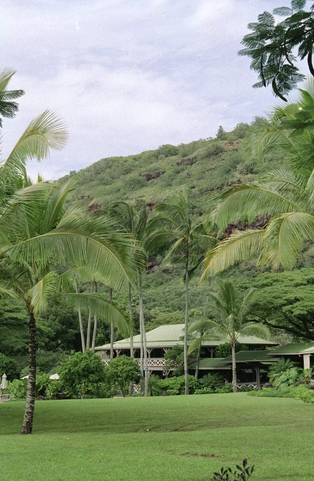 Banana trees, from A 747 Cockpit, Honolulu and Pearl Harbor, O'ahu, Hawai'i, United States - 20th November 1992