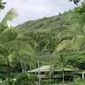 Banana trees, A 747 Cockpit, Honolulu and Pearl Harbor, O'ahu, Hawai'i, United States - 20th November 1992