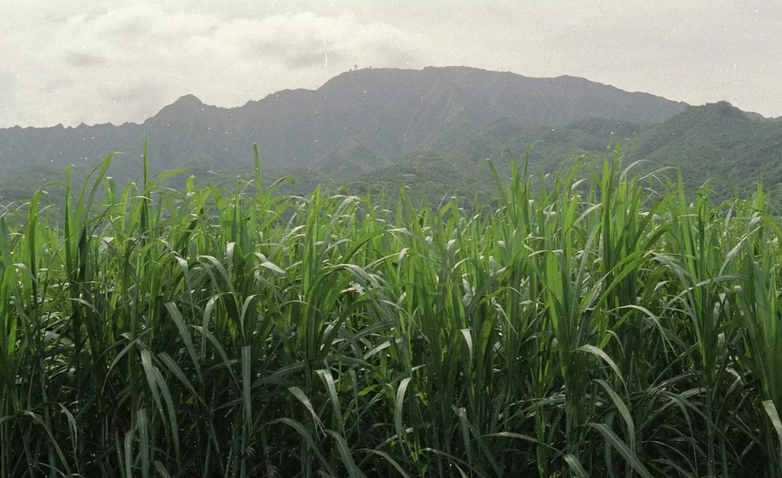 A plantation, from A 747 Cockpit, Honolulu and Pearl Harbor, O'ahu, Hawai'i, United States - 20th November 1992