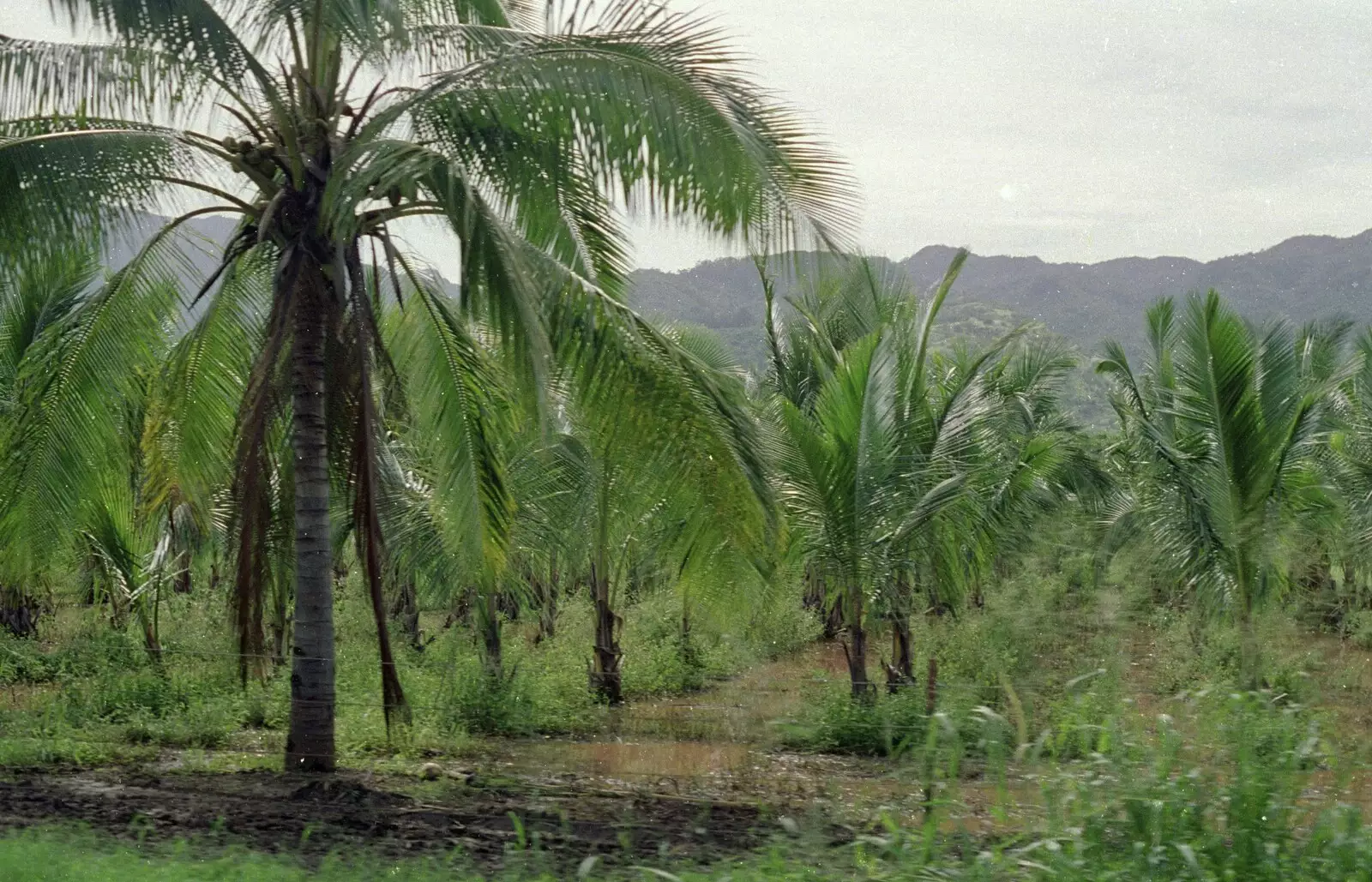 Banana plantations, from A 747 Cockpit, Honolulu and Pearl Harbor, O'ahu, Hawai'i, United States - 20th November 1992