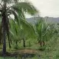 Banana plantations, A 747 Cockpit, Honolulu and Pearl Harbor, O'ahu, Hawai'i, United States - 20th November 1992