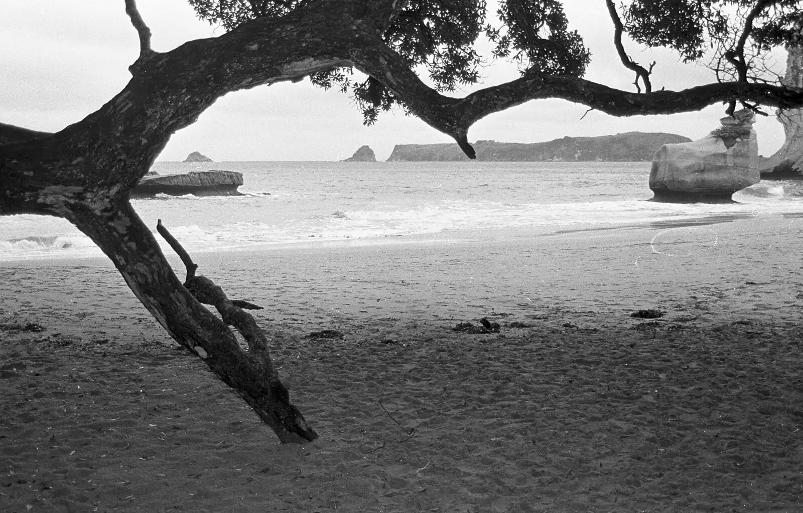 A tree on the beach, from Ferry Landing, Whitianga, New Zealand - 23rd November 1992