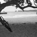 A tree on the beach, Ferry Landing, Whitianga, New Zealand - 23rd November 1992