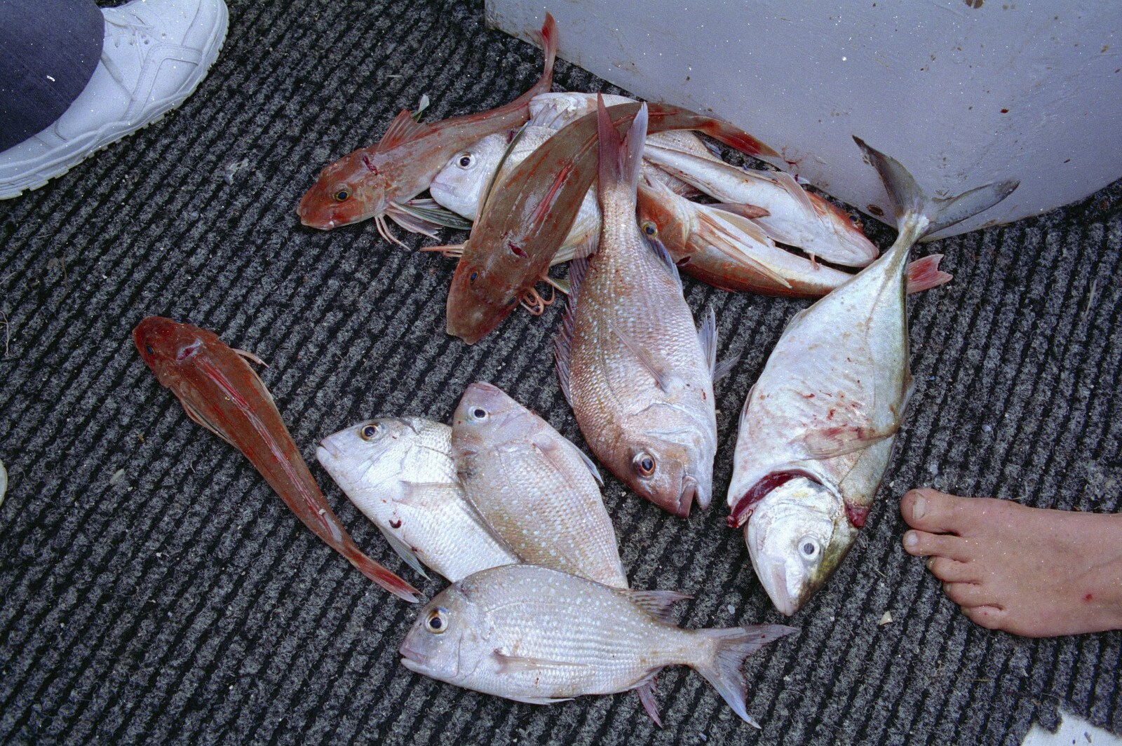 Our catch of the day from Ferry Landing, Whitianga, New Zealand - 23rd November 1992