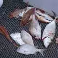 Our catch of the day, Ferry Landing, Whitianga, New Zealand - 23rd November 1992