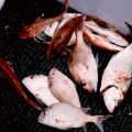 Our haul of fish, including barking Gurnards