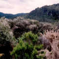 The landscape of the Coromandel