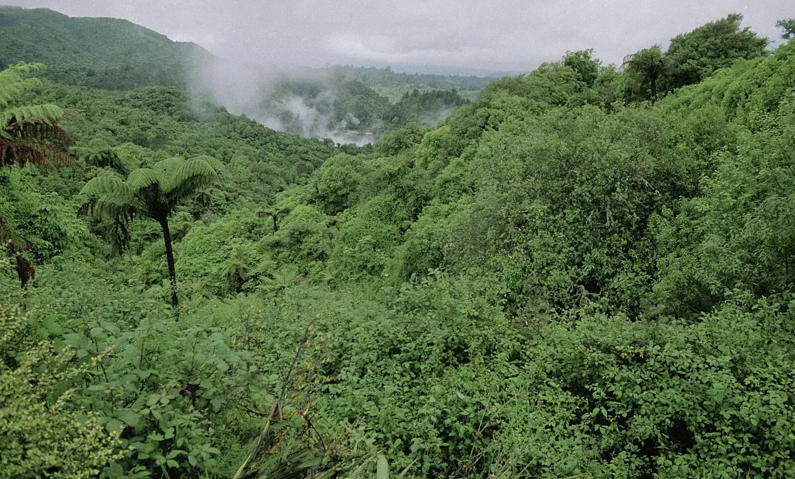 Lush greenery, and more steam, from A Road-trip Through Rotorua to Palmerston, North Island, New Zealand - 27th November 1992