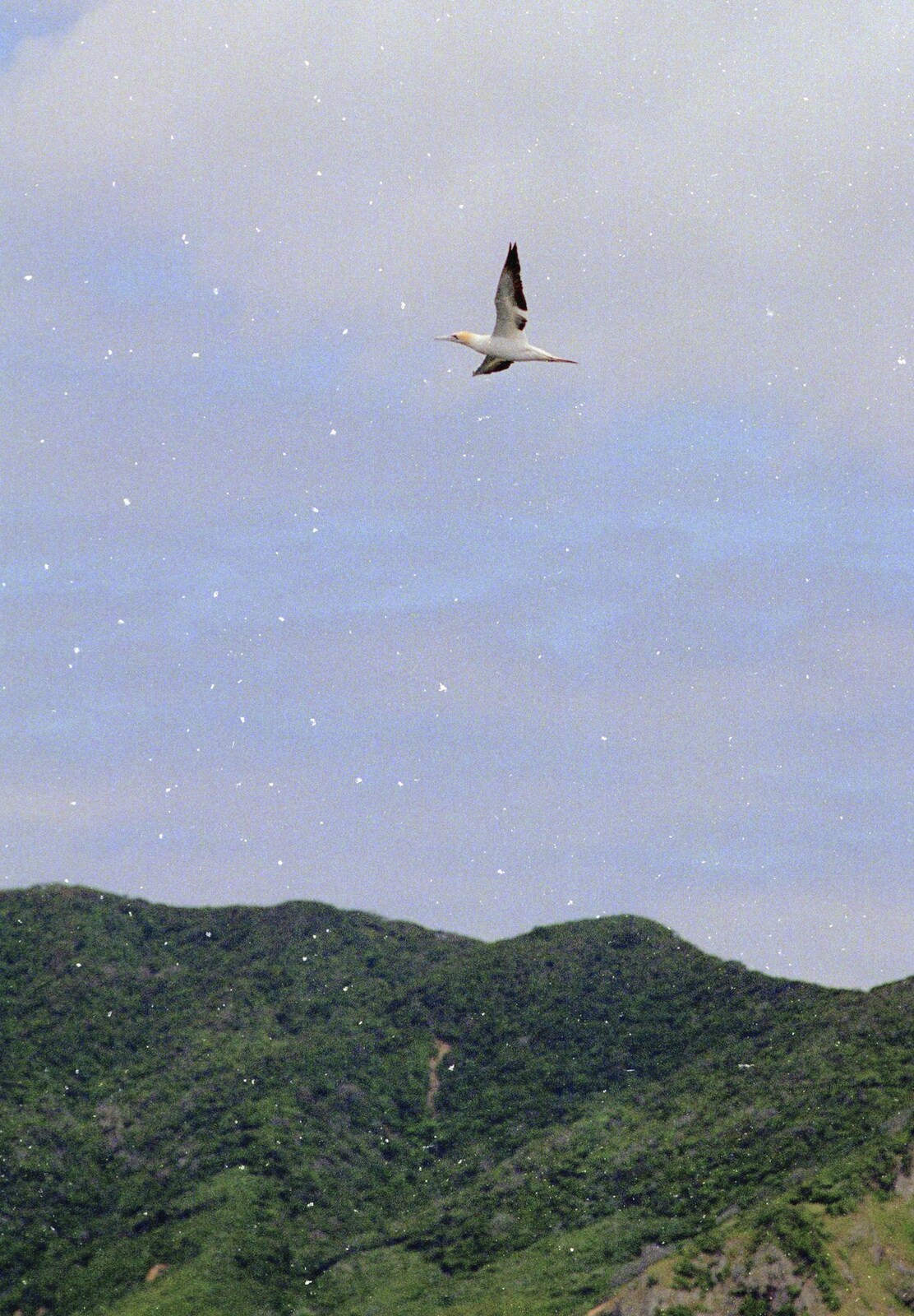 A gannet flies past from The Bay Of Islands, New Zealand - 29th November 1992