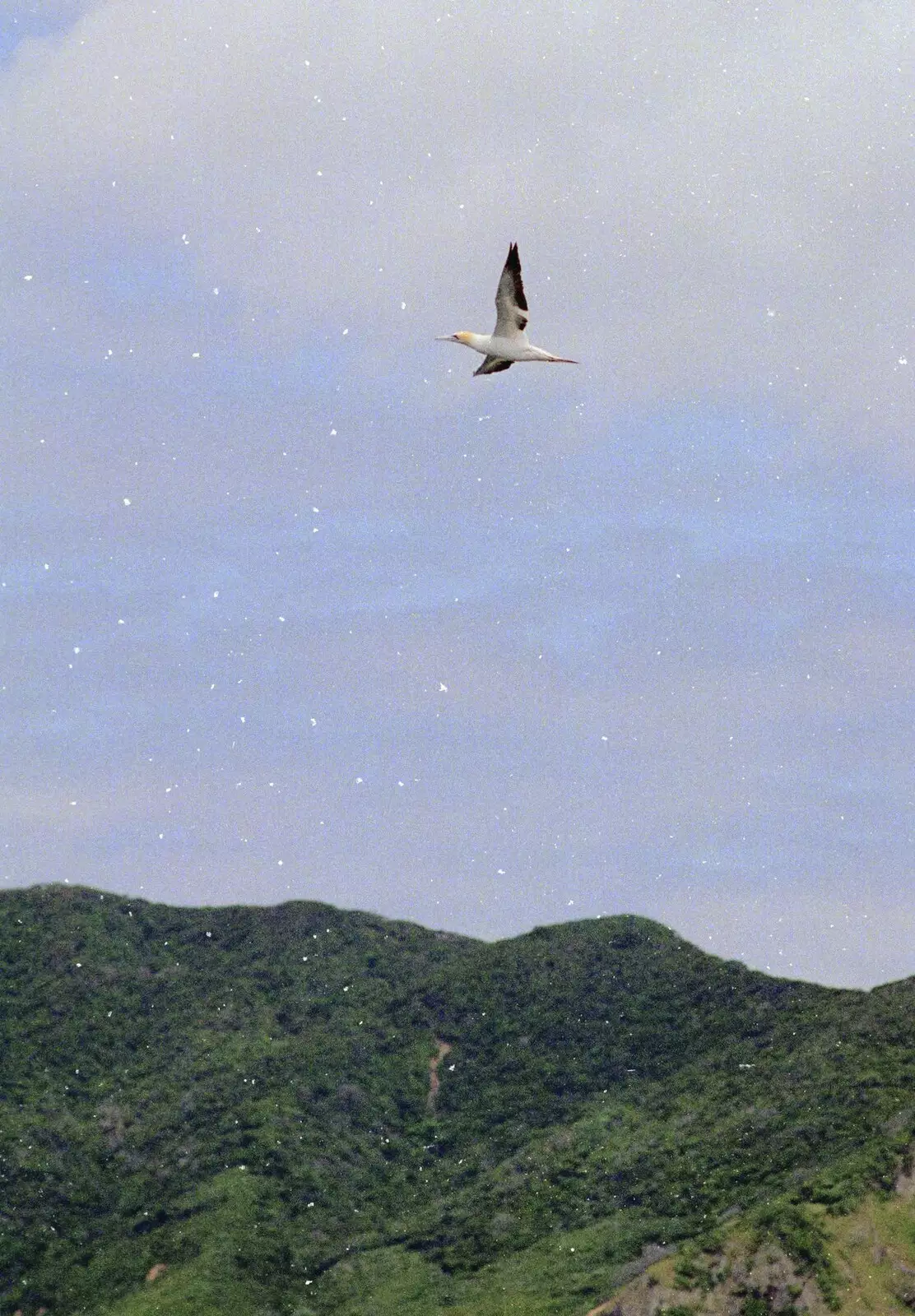 A gannet flies past, from The Bay Of Islands, New Zealand - 29th November 1992