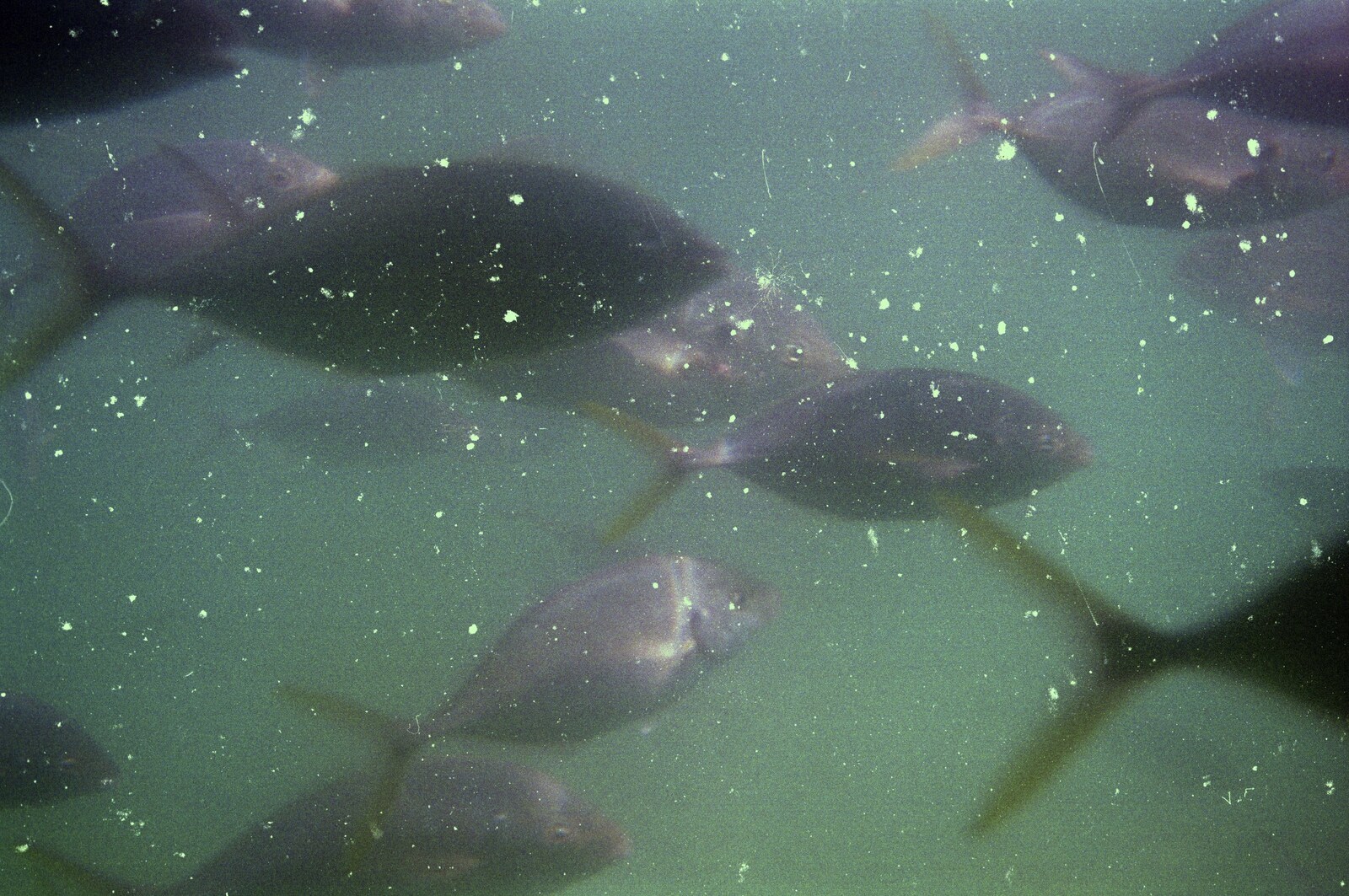 Fish seen through a glass-bottomed boat from The Bay Of Islands, New Zealand - 29th November 1992