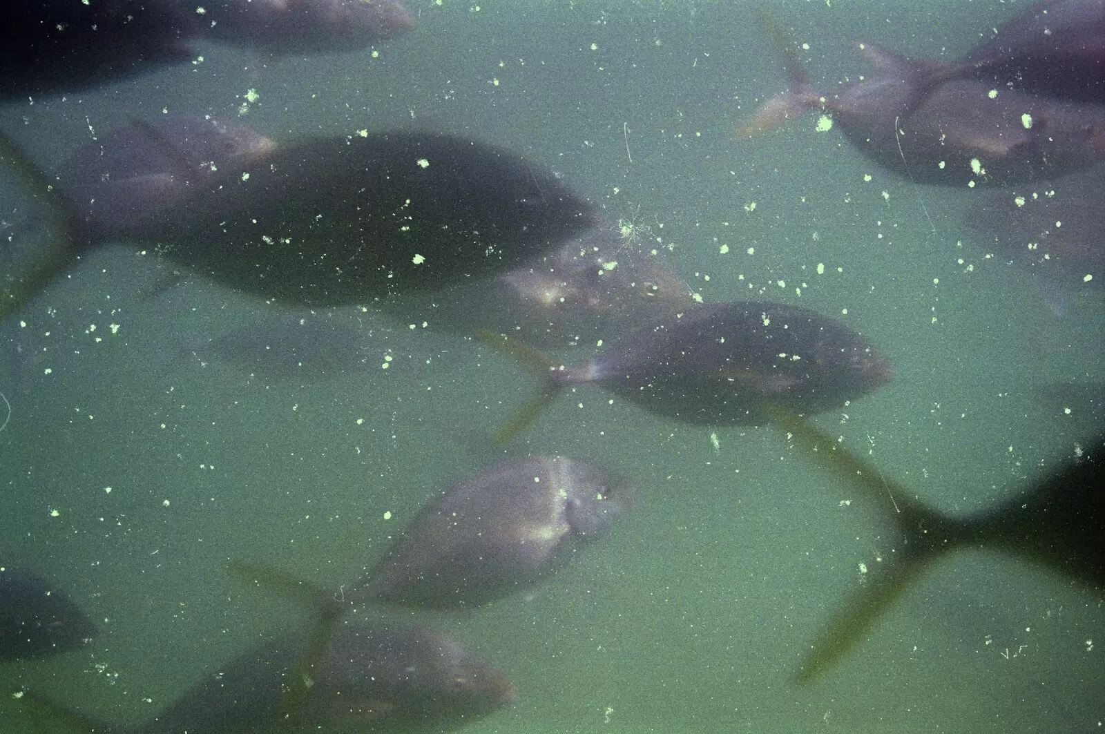 Fish seen through a glass-bottomed boat, from The Bay Of Islands, New Zealand - 29th November 1992