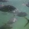 Fish seen through a glass-bottomed boat, The Bay Of Islands, New Zealand - 29th November 1992