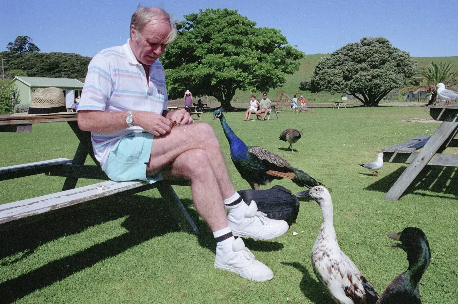 The Old Chap feeds peacocks and ducks, from The Bay Of Islands, New Zealand - 29th November 1992