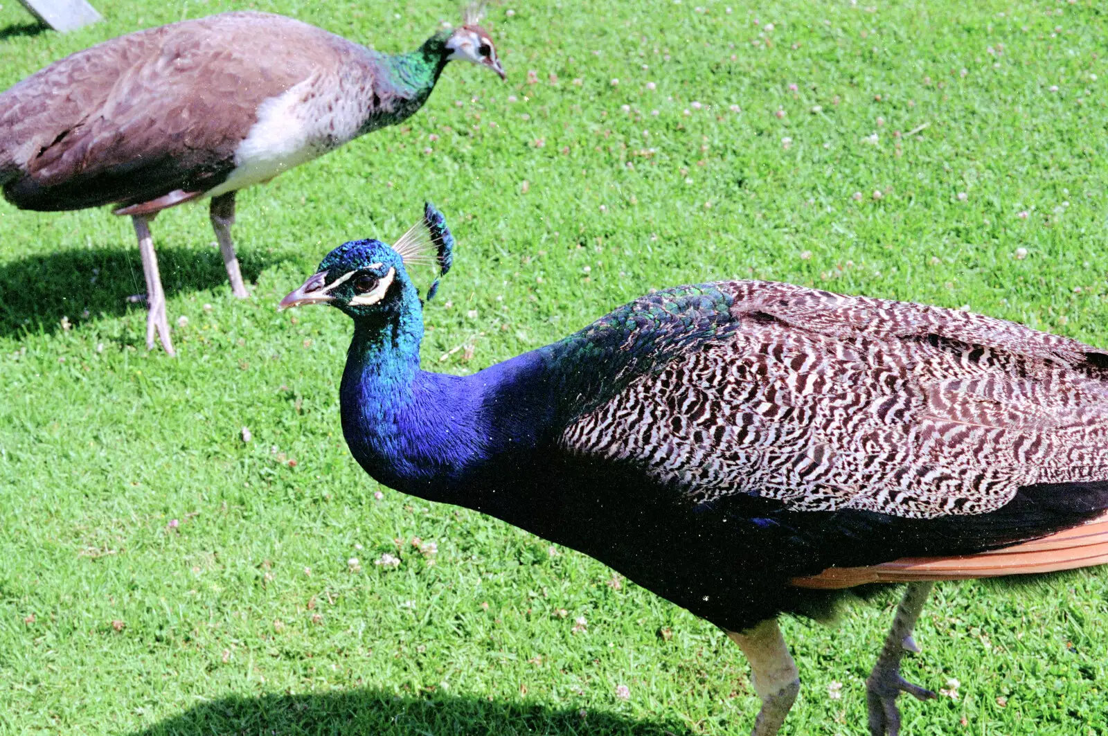 Peacocks roam around, from The Bay Of Islands, New Zealand - 29th November 1992