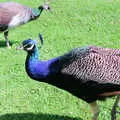 Peacocks roam around, The Bay Of Islands, New Zealand - 29th November 1992