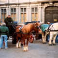 A pair of ponies-and-trap wait in a Bruges square