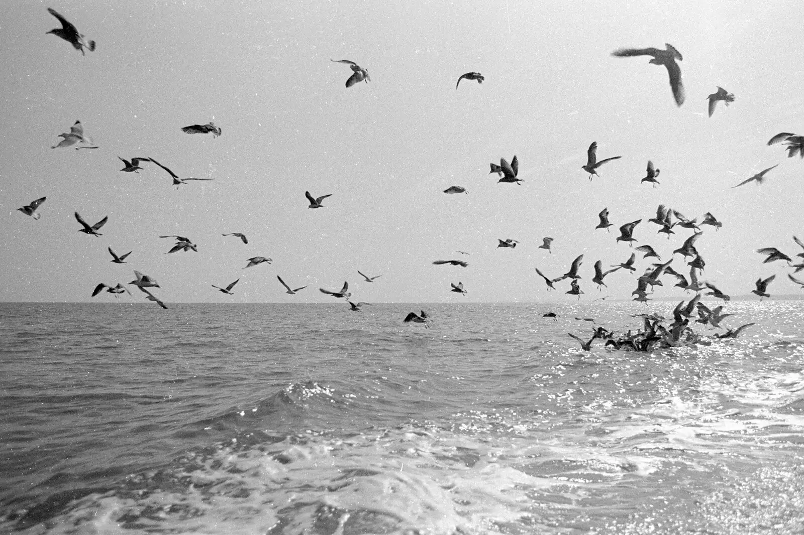 Seagulls crowd around some left-overs, from A Fishing Trip on the Linda M, Southwold, Suffolk - 25th April 1993