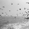 Seagulls crowd around some left-overs, A Fishing Trip on the Linda M, Southwold, Suffolk - 25th April 1993