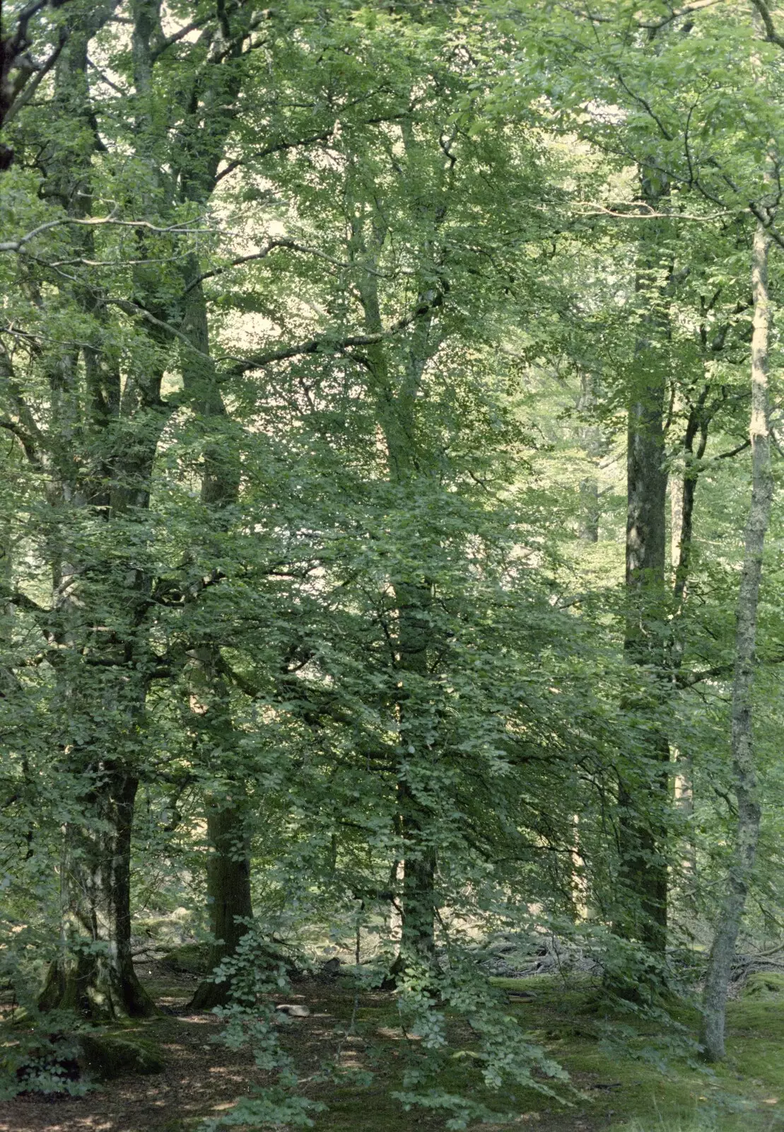 A bunch of trees, from A Trip to Mutton Cove, Plymouth, Devon - 15th May 1993