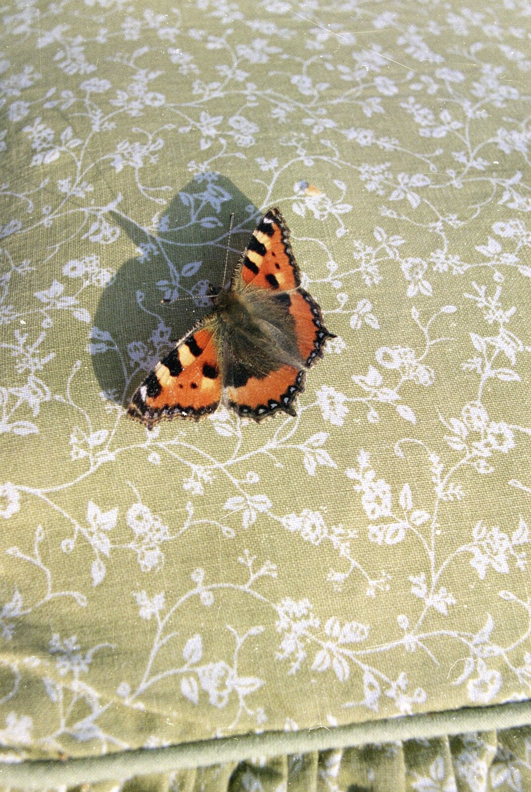 A Red Admiral butterfly lands on a chair from A Mad Sue Hooley, Stuston, Suffolk  - 5th July 1993