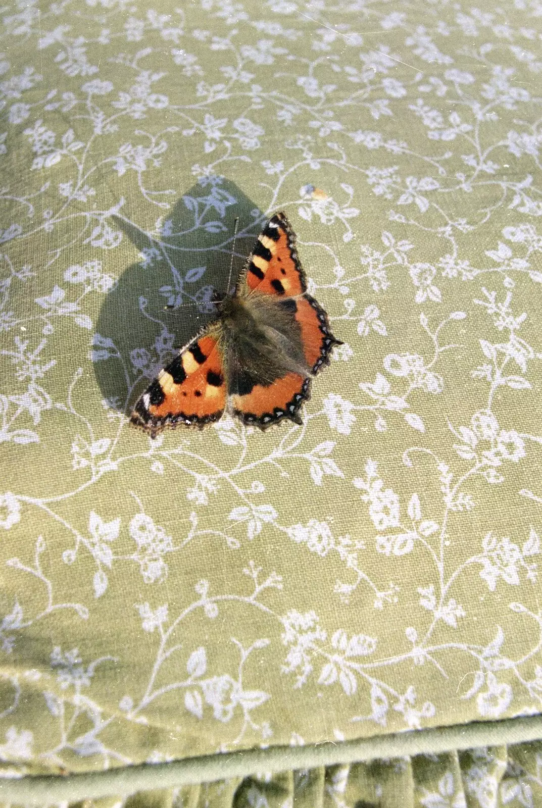 A Red Admiral butterfly lands on a chair, from A Mad Sue Hooley, Stuston, Suffolk  - 5th July 1993