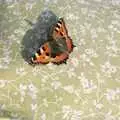 A Red Admiral butterfly lands on a chair, A Mad Sue Hooley, Stuston, Suffolk  - 5th July 1993