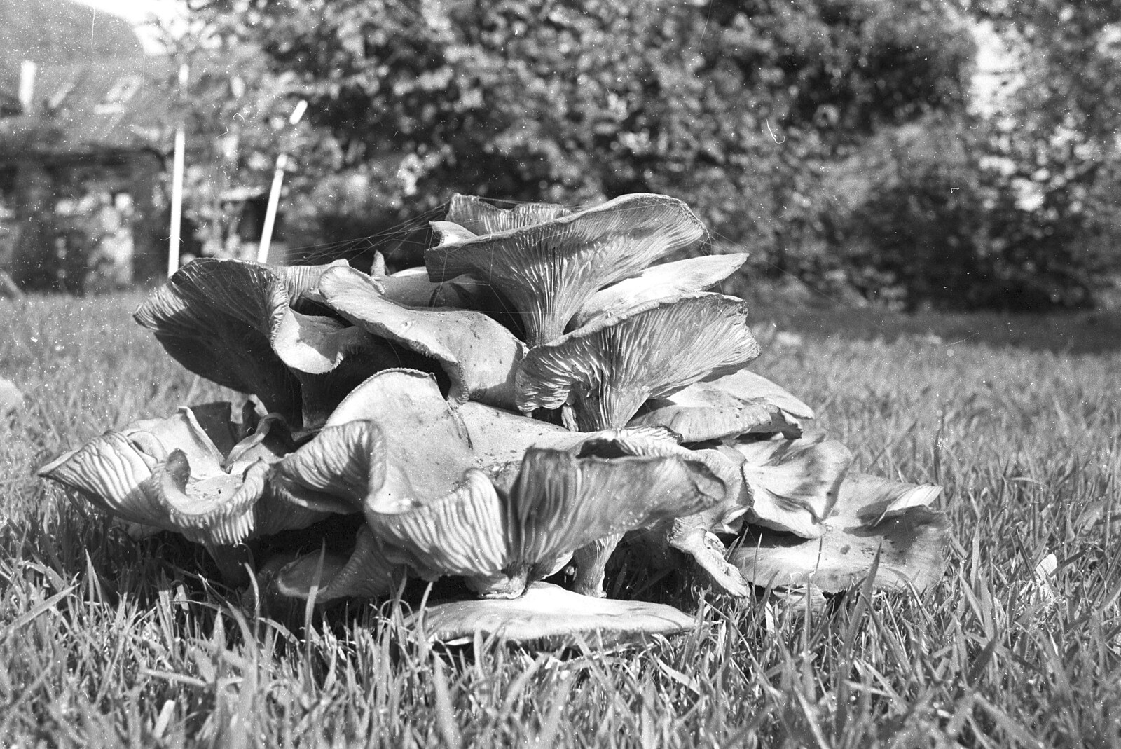 London Party and a Trip to Mother's, Hoo Meavy, Devon - 5th August 1993: Fungus in the garden