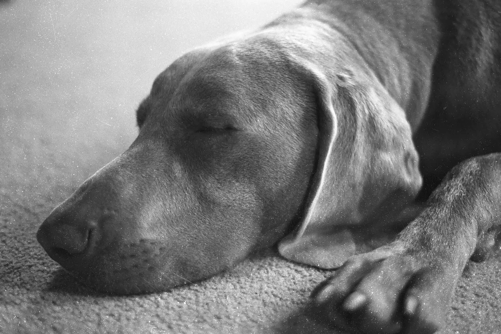 Watson asleep again, from London Party and a Trip to Mother's, Hoo Meavy, Devon - 5th August 1993