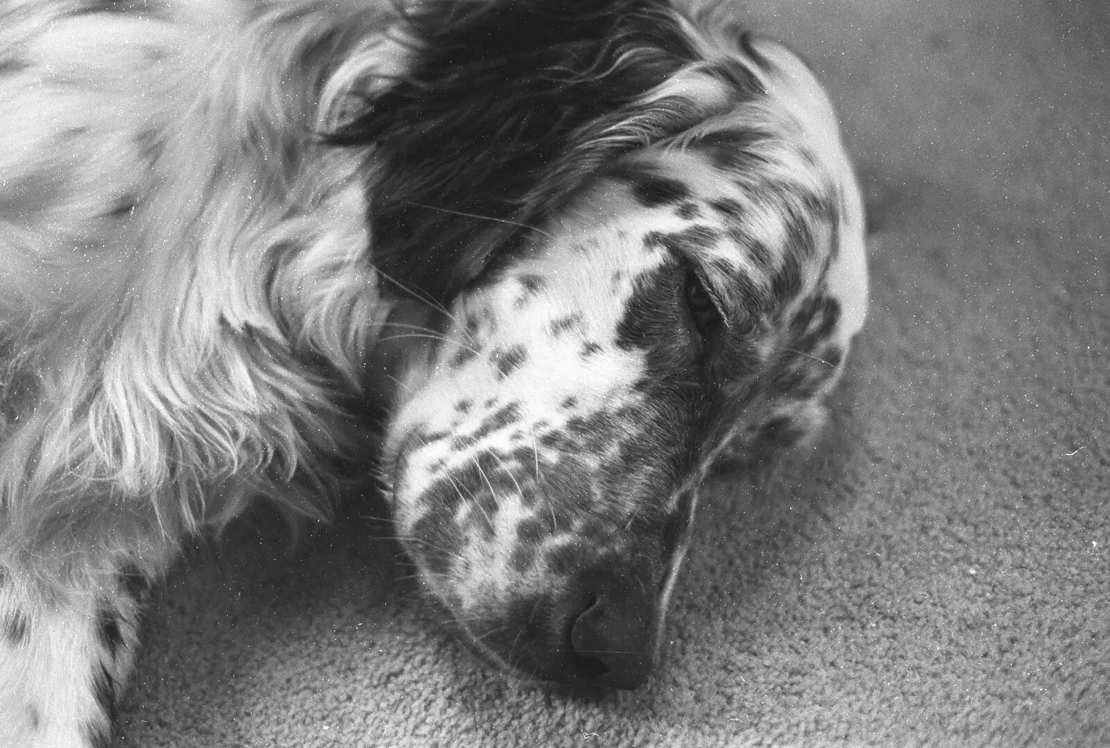 Holmes, the English Setter, from London Party and a Trip to Mother's, Hoo Meavy, Devon - 5th August 1993