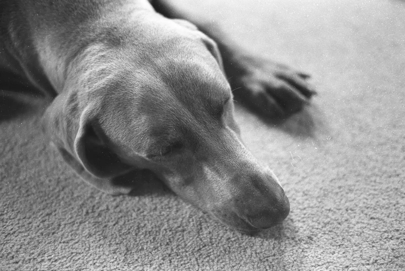 Watson, asleep, from London Party and a Trip to Mother's, Hoo Meavy, Devon - 5th August 1993