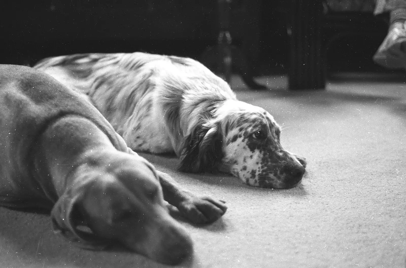 Watson and Holmes together, from London Party and a Trip to Mother's, Hoo Meavy, Devon - 5th August 1993