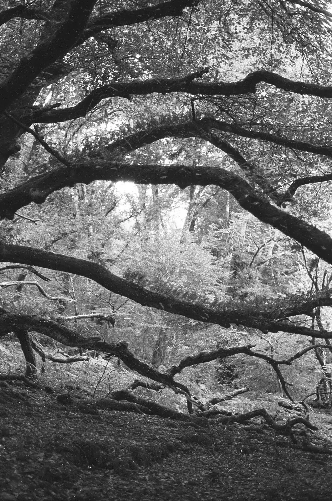 Dartmoor trees, from London Party and a Trip to Mother's, Hoo Meavy, Devon - 5th August 1993