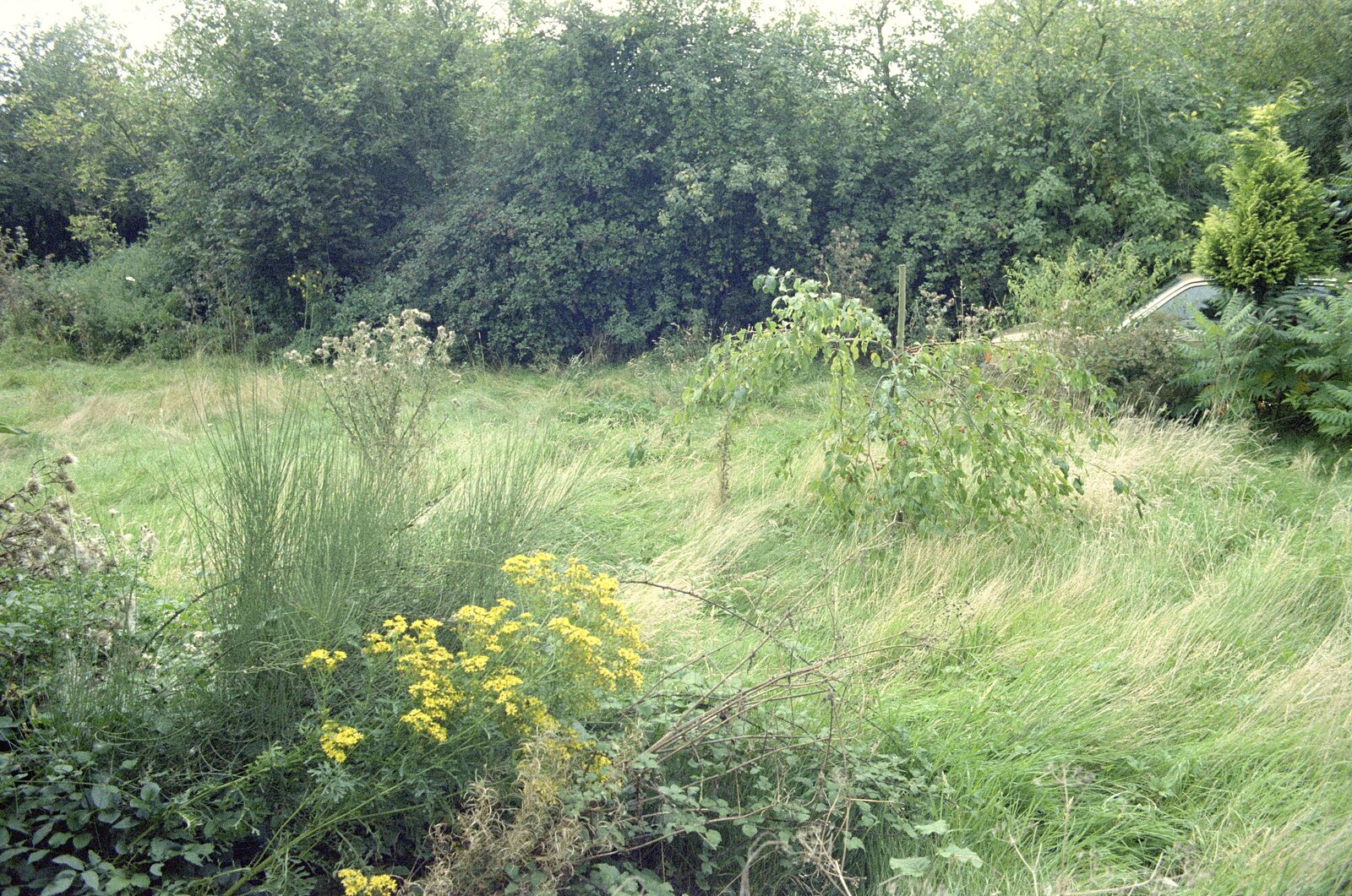 The wilderness that is the front garden from Moving In, Brome, Suffolk - 10th April 1994